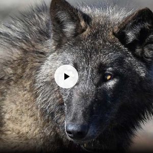 Ranchers-say-Californias-wolf-population-comeback-livestock-judie-mancuso-social-compassion-in-legislation
