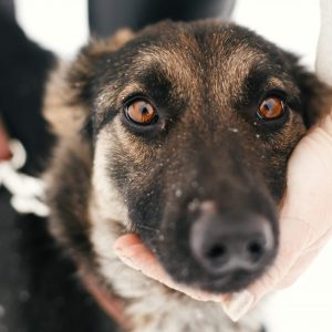 Mixed breed german shepherd dog on a walk at shelter