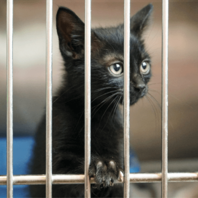 Screen Shot 2020-01-15 at 12.03.37 AM