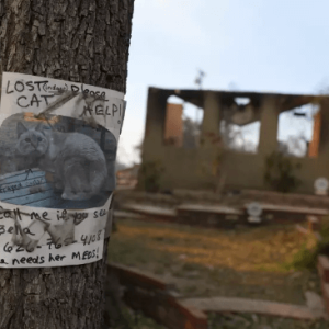 Screen Shot 2025-01-24 at 12.44.10 PM