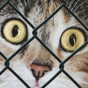 SCIL Volunteer Data Scientist Publishes Important Paper on Live Release Rates