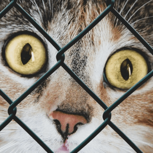 SCIL Volunteer Data Scientist Publishes Important Paper on Live Release Rates