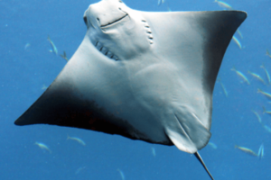 Screenshot from 2019-06-04 11-35-33