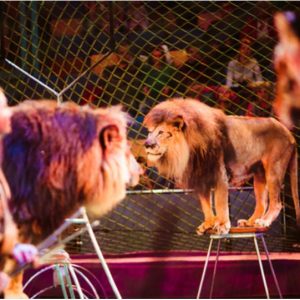Trainers stands among lions and tigers on ring in circus