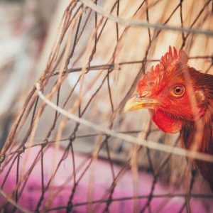 wet market ban