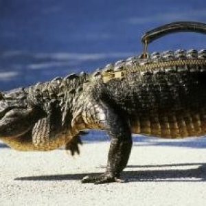 alligator bag