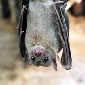 bat