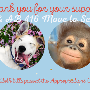 Animal Rights Bills Passed