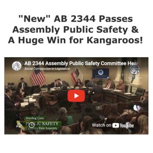 <a href="https://myemail.constantcontact.com/AB-2344-Passes-Committee--Big-Win-for-Kangaroos-.html?soid=1101925750350&aid=PIVnPOseyrY">“New” AB 2344 Passes  ﻿Assembly Public Safety &  A Huge Win for Kangaroos!</A>