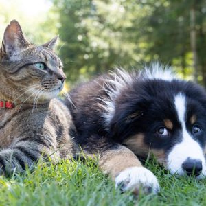 cats-and-dogs