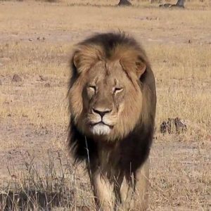 cecil-lion