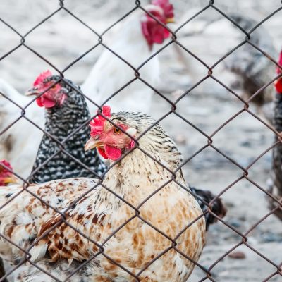 Chickens on poultry farm