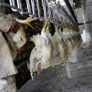 AB 3159 (Thurmond) - Animal Slaughter: Poultry