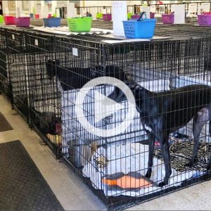 dog blood banks