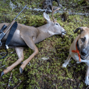 dog deer