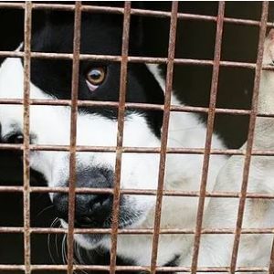 mill-bred dog