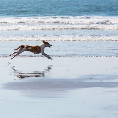 Dog on the beach