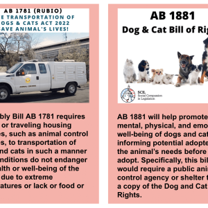 dog and cats bill of rights