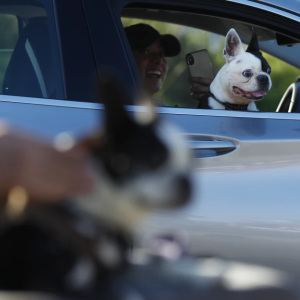 Dogs in hot cars