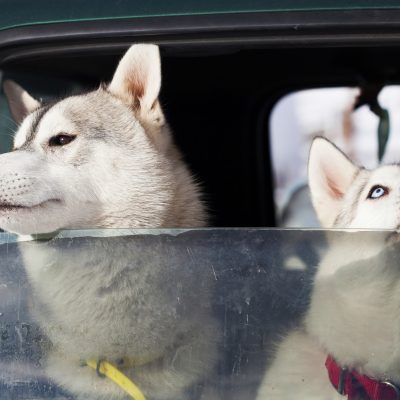 Dogs in the car