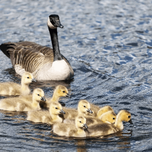ducks