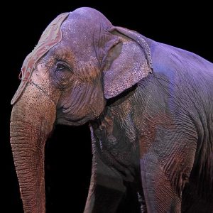 elephant_circus