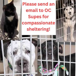 email-oc-animal-shelter-social-compassion