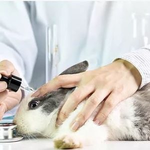 experimentation on bunny