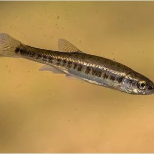 Eurasian minnow swimming