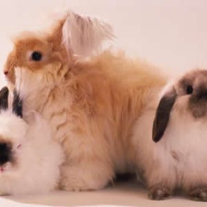 fluffy-bunnies