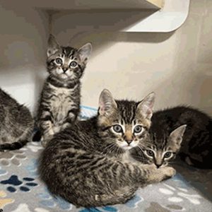 governor-newsom-haney-bill-shelter-pets-capitol-weekly-social-compassion-in-legislation