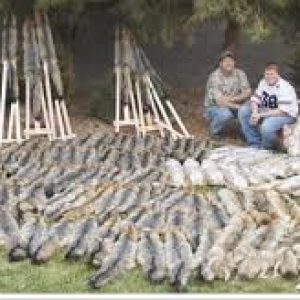 gray fox trapper