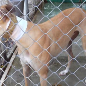 greyhound-blood-bank-900x432-1551979717-1