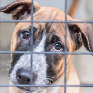 haney-bill-shelter-pets-capitol-weekly-social-compassion-in-legislation
