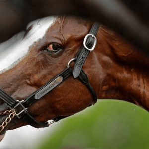 AB 2177 Horse Racing Bill