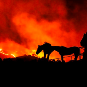 horses