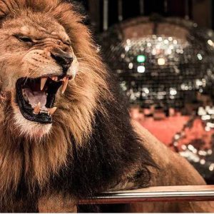 lion in circus