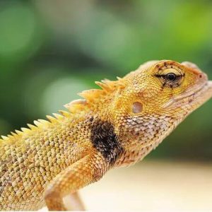 lizard