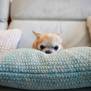 microchipping pets bill passed
