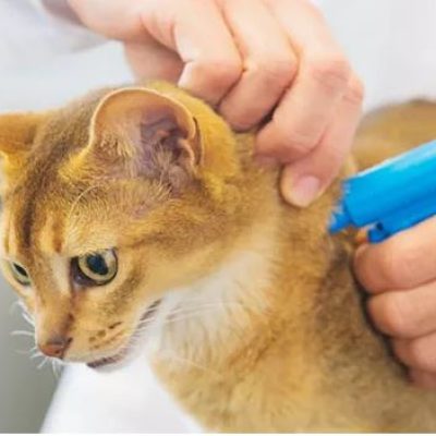 cat being microchipped