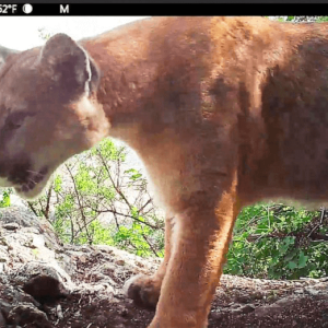 mountain-lion