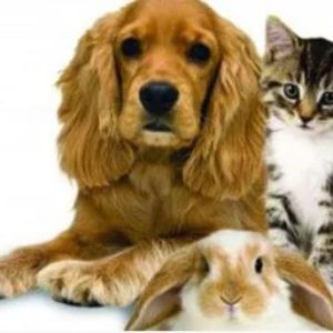 pet shop animals