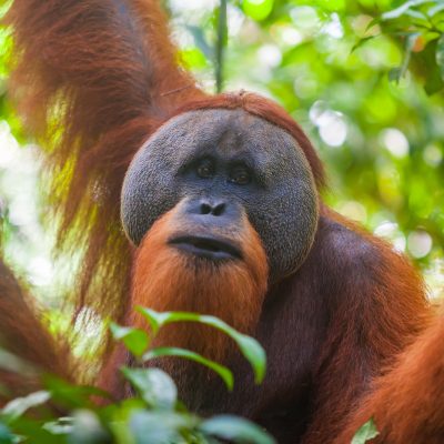 Portrait of male Sumatran orangutan Pongo abelii in Gunung Leuser National Park, Sumatra, Indonesia.