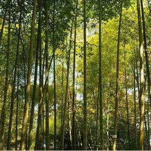 protecting tropical forests