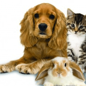puppy mills