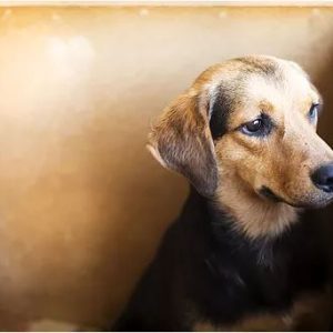 dog in shelter
