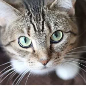 Riverside Spay and Neuter