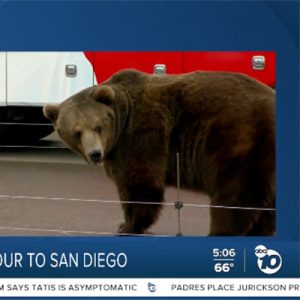 sandiego-bear