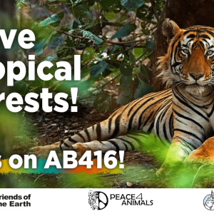Save Tropical Forests