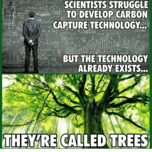 they are called trees